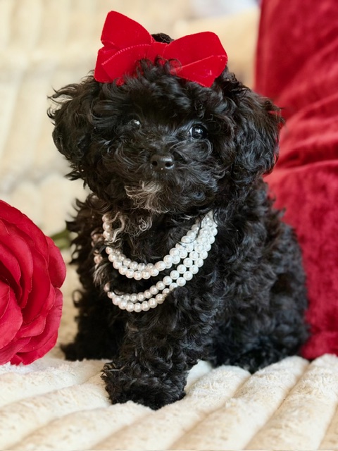 Petite Pixie - Image 7