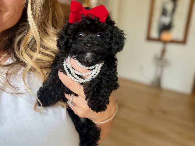 Petite Pixie - Image 5