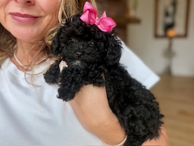 Petite Pixie - Image 4