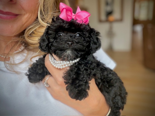 Petite Pixie - Image 3